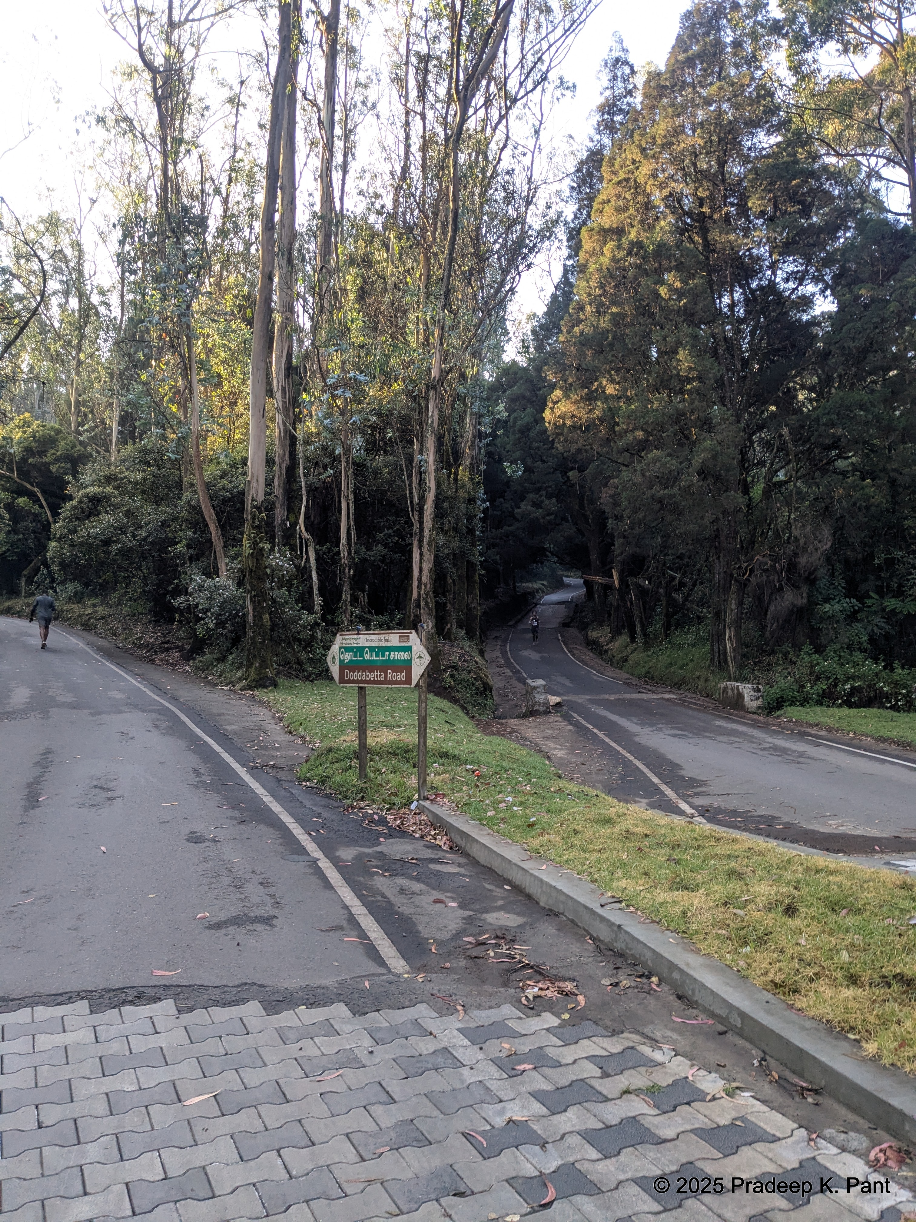 Ooty Ultra – Dodabetta peak