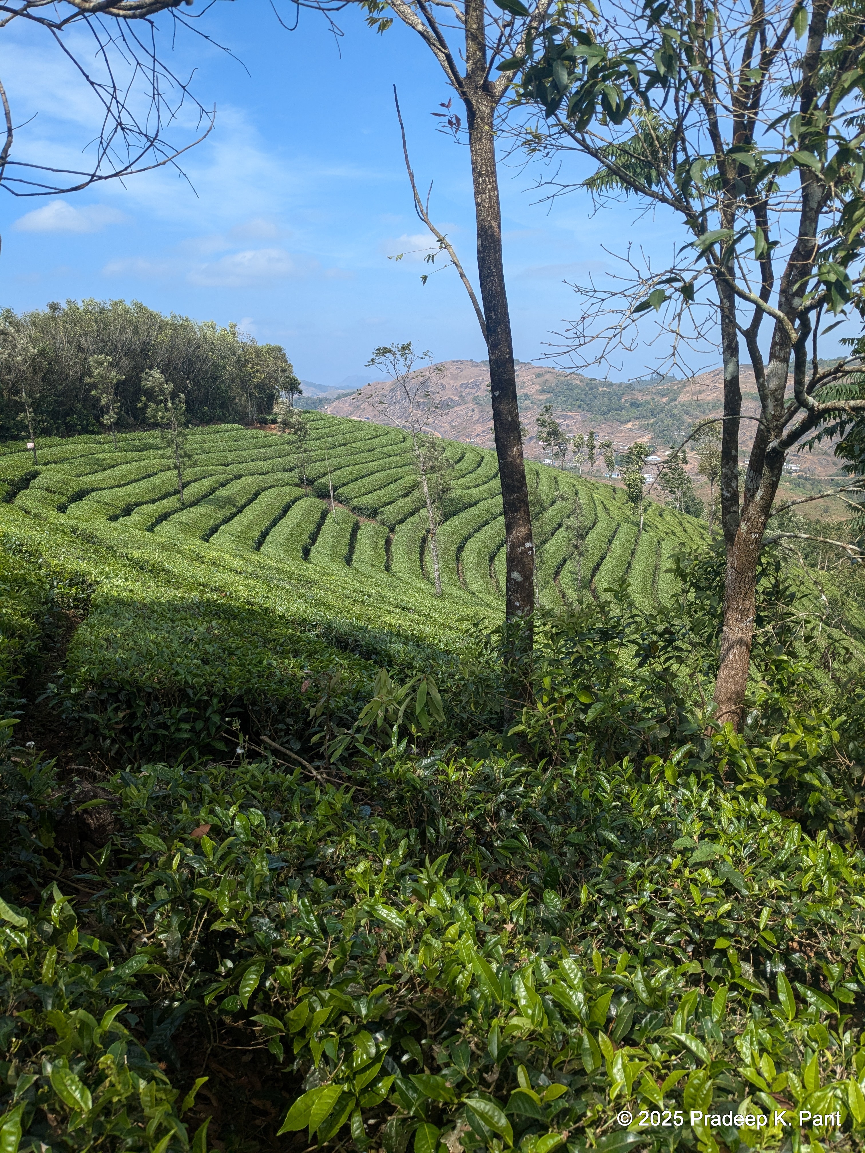 Vagamon UTrail – Tea gardens and rolling hills